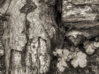 Erlenstämme  PENTAX K-3 Mark III Monochrome, HD PENTAX - D FA* 1.4/50 SDM AW- 04.06..2024 -