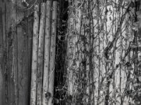 Stützpfähle  PENTAX K-3 Mark III Monochrome, SMC PENTAX-FA 1.9/43 Limited   - 04.08.2024 -