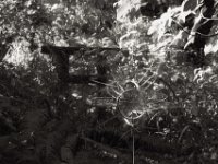 Wassersonne I  PENTAX K-3 Mark III Monochrome, SMC PENTAX-FA 1.8/77 Limited - 01.09.2024 -