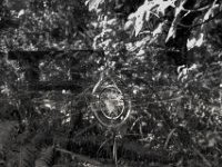 Wassersonne II  PENTAX K-3 Mark III Monochrome, SMC PENTAX-FA 1.8/77 Limited - 01.09.2024 -