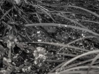 Herbstteich  PENTAX K-3 Mark III Monochrome, SMC PENTAX-FA 1.9/43 Limited  - 26.10.2024 -