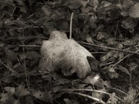 Feigenblätter  PENTAX K-3 Mark III Monochrome, SMC PENTAX-FA 1.9/43 Limited  - 26.10.2024 -