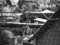 Schneemorgen  PENTAX K-3 Mark III Monochrome, HD PENTAX - D FA* 1.4/50 SDM AW - 22.11.2024 -