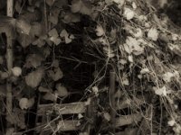 Alter Laubkorb  PENTAX K-3 Mark III Monochrome, SMC PENTAX-FA 1.8/31 AL Limited  - 24.11.2024 -