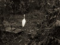 Der Reiher strahlt  PENTAX K-3 Mark III Monochrome, SMC PENTAX-FA 1.8/31 AL Limited  - 24.11.2024 -