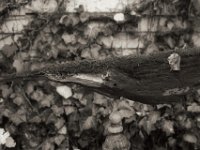 Windvogel  PENTAX K-3 Mark III Monochrome, SMC PENTAX-FA 1.8/31 AL Limited  - 23.11.2024 -