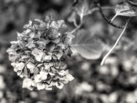 Hortensie Blüte  PENTAX K-3 Mark III Monochrome, SMC PENTAX-FA 1.8/31 AL Limited  - 24.11.2024 -
