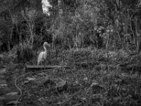 Teichwächter  PENTAX K-3 Mark III Monochrome, SMC PENTAX-FA 1.8/31 AL Limited  - 23.11.2024 -