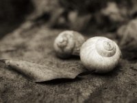 Leere Schneckengehäuse  PENTAX K-3 Mark III Monochrome, HD PENTAX - DA* 2.8/16-50 ED PLM AW  - 16.12.2024 -