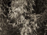 Bambus  PENTAX K-3 Mark III Monochrome, HD PENTAX - DA* 2.8/16-50 ED PLM AW  - 16.12.2024 -