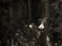 Blüte, viel zu früh  Pentax K2, SMC 2.0/35, Bergger Pancro 400   - 10.02.2024 -