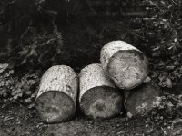 Erinnerung an die Erle  Pentax K2, SMC 2.0/35, Bergger Pancro 400   - 10.02.2024 -