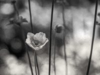 Blüte Japan Anemone  PENTAX LX, Pentax SMC FA 1.8/77 Limited, ADOX CHS 100II   - 26.06.2024 -