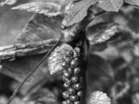 Aronstab  PENTAX LX, Pentax SMC FA 1.8/77 Limited, ADOX CHS 100II   - 26.06.2024 -