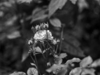Rosenblüte und Knospen  PENTAX LX, Pentax SMC FA 1.8/77 Limited, ADOX CHS 100II   - 26.06.2024 -