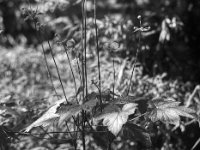 Japan Anemone  PENTAX LX, Pentax SMC FA 1.8/77 Limited, ADOX CHS 100II   - 26.06.2024 -