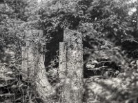Erle und Insektenhotel  PENTAX LX, Pentax SMC FA 1.8/77 Limited, ADOX CHS 100II   - 26.06.2024 -