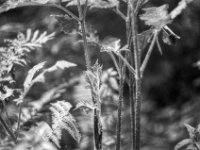 Wiesenbärenklau  PENTAX LX, Pentax SMC FA 1.8/77 Limited, ADOX CHS 100II   - 26.06.2024 -