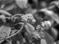 Samthortensie Knospe  PENTAX LX, Pentax SMC FA 1.8/77 Limited, ADOX CHS 100II   - 26.06.2024 -