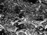 Holunderbeeren  PENTAX LX, Pentax SMC FA 1.8/77 Limited, ADOX CHS 100II   - 26.06.2024 -