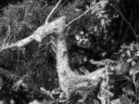 Wacholder  PENTAX LX, Pentax SMC FA 1.8/77 Limited, ADOX CHS 100II   - 26.06.2024 -