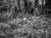 Schachbrettblume  Pentax 645N, SMC FA 2.8/(74, Fuji Acros 100 II   - 29.03.2024 -