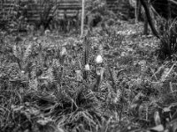 Tulpen und Farn  Pentax 645N, SMC FA 2.8/(74, Fuji Acros 100 II   - 29.03.2024 -