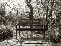 Gartenbank  Pentax 645N, SMC Pentax FA 2.8/45, Orange Filter, Fuji Acros 100 II  -18.04.2024 -