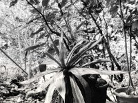 Agave im Regen  Fuji GS645S Professional wide60, Kodak TRI-X 400   - 07.06.2024 -