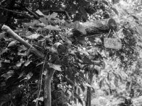 Hinweise  Fuji GS645S Professional wide60, Kodak TRI-X 400   - 07.06.2024 -