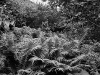 Garten als tiny forest  Fuji GS645S Professional wide60, Kodak TRI-X 400   - 07.06.2024 -