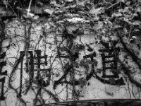 Kanji unter Efeu  Fuji GS645S Professional wide60, Kodak TRI-X 400   - 07.06.2024 -
