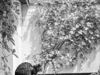 Grey auf der Mauer  Fuji GS645S Professional wide60, Kodak TRI-X 400   - 07.06.2024 -