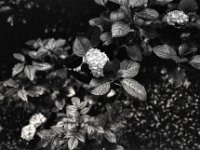 Hortensie  Fuji GW 690 III, ADOX CHS 100II   - 18.06.2024 -
