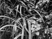 Regentropfen auf Schwertlilie  Fuji GW 690 III, ADOX CHS 100II   - 18.06.2024 -