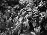 Blütenknospen Samthortensie  Fuji GW 690 III, ADOX CHS 100II   - 18.06.2024 -