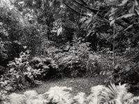 Gartenblick  Fuji GW 690 III, ADOX CHS 100II   - 18.06.2024 -