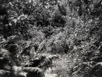 Garten im Regen  Fuji GW 690 III, ADOX CHS 100II   - 18.06.2024 -