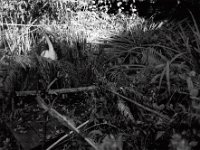 Der Sommer ist gegangen  Pentax 6x7, SMC Takumar 3.5/55, Kodak Tri-X 400   - 20.10.2024 -