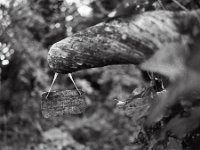 Verwitterte Schrift  Pentax 6x7, SMC Takumar 3.5/55, Kodak Tri-X 400   - 20.10.2024 -