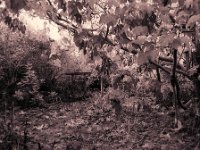 Herbst  Pentax 67II, SMC 2.4/105, Gelbfilter, Kodak TRI-X 400   - 11.11.2024 -