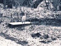 Jahreszeiten Reiher  PENTAX K-3 Mark III Monochrome, SMC PENTAX-FA 1.8/31 AL Limited  - 05.01.2025 -