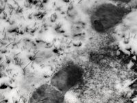 Gartenspur  PENTAX K-3 Mark III Monochrome, SMC PENTAX-FA 1.8/31 AL Limited  - 05.01.2025 -