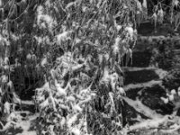 Bambus im Schnee  PENTAX K-3 Mark III Monochrome, SMC PENTAX-FA 1.8/31 AL Limited  - 05.01.2025 -