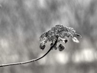 Frostige Samthortensie  PENTAX K-3 Mark III Monochrome, HD PENTAX - D FA* 2.8/70-200 ED DC AW  - 19.01.2025 -