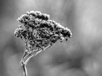 Winterblüte  PENTAX K-3 Mark III Monochrome, HD PENTAX - D FA* 2.8/70-200 ED DC AW  - 19.01.2025 -