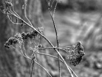 Kalter Morgen  PENTAX K-3 Mark III Monochrome, HD PENTAX - D FA* 2.8/70-200 ED DC AW  - 19.01.2025 -