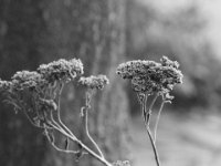 Wintermorgen  PENTAX K-3 Mark III Monochrome, HD PENTAX - D FA* 2.8/70-200 ED DC AW  - 19.01.2025 -