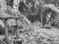 Wintergarten  PENTAX K-3 Mark III Monochrome, HD PENTAX - D FA* 2.8/70-200 ED DC AW  - 19.01.2025 -