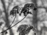 Blütenerinnerung  PENTAX K-3 Mark III Monochrome, HD PENTAX - D FA* 2.8/70-200 ED DC AW  - 19.01.2025 -
